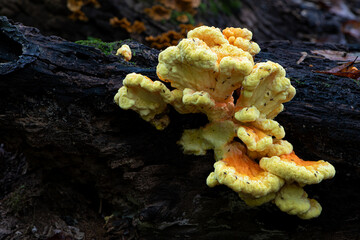 Chicken of the woods (Laetiporus sulphureus) bracket fungus gowing on rotting log in forest in central Virginia in early autumn. © Gerry