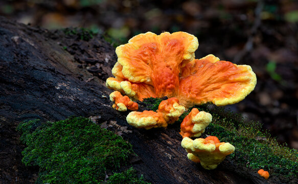 Chicken of the woods (Laetiporus sulphureus) bracket fungus gowing on rotting log in forest in central Virginia in early autumn.