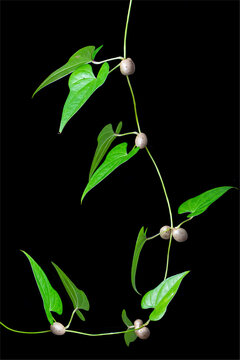 Vine of Chinese wild yam (Dioscorea polystachya), a native of Asia but widespread as an invasive weed in North America.