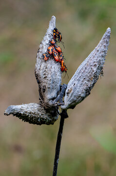 Milkweed bugs (Oncopeltus fasciatus), in various stages of development, on seed pods of common milkweed (Asclepias syriaca) in autumn in central Virgina. Colors are warning of toxicity to predators.
