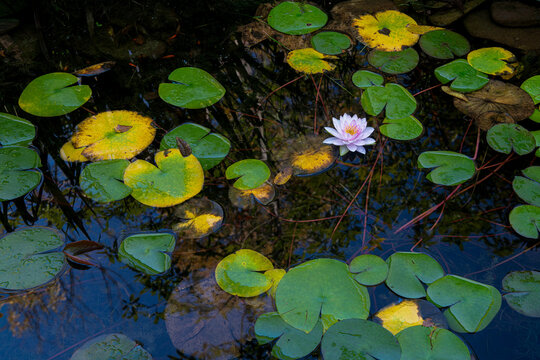 Water lily flower and lily pads in pond in backyard garden in central Virginia in autumn.