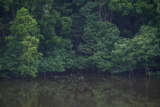 View of the lush mangrove forest in Barra da Tijuca with birds perched on a fallen log in the calm water, Rio de Janeiro, Rio de Janeiro, Brazil.