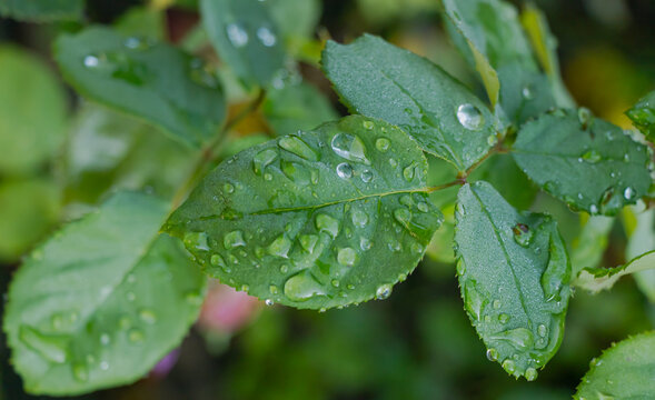 After a refreshing rainfall, water droplets delicately rest upon the lush green rose leaves in a beautiful garden during the daytime
