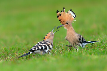 Two Eurasian hoopoe (Upupa epops) searching for food. Soft green background.  © Albert