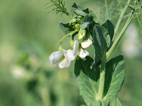 Flowering pea plant in an agricultural field with copy space, Pisum sativum