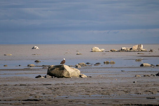 Eagle on a rock on a beach in Homer, Alaska