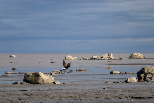 Bald eagle on a beach in Homer, Alaska