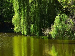  Lush green foliage of willow branches cascading down towards a pond, creating vibrant green reflections. Tranquil seasonal landscape in springtime or summertime. © Ivan Trybushnyi