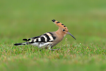 Eurasian hoopoe (Upupa epops) searching for food. Soft green background. © Albert