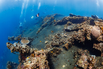 Scuba divers exploring coral reef encrusting USAT Liberty shipwreck in Tulamben, Bali, black volcanic sand below hull structures and barrel sponge © whitcomberd