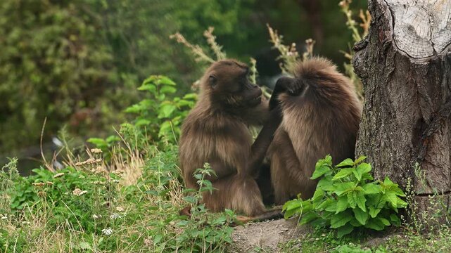 Gelada baboon monkey help eat other. Two gelada baboons grooming each other in nature. Wild animal monkey outdoor. Gelada monkey in wildlife. Brown baboon primate. 4k footage, copy space