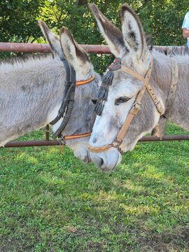 Apreja de burros