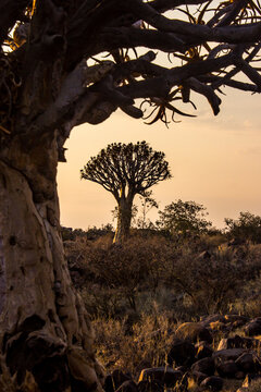 Looking beneath the branches of a quiver tree at another tree on the horizon, at dawn, in Namibia.