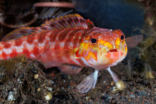 Sandperch propped on pelvic fins across dark sediment, colorful bands and mottled scales visible on the ocean floor, macro perspective