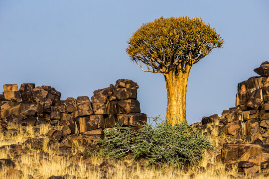 A very large quiver tree growing among the blocky dolerite boulders just outside Keetmanshoop in Namibia.