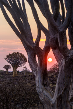 The rising sun framed by the branches of a quiver tree in the Quivertree forest of Keetmanshoop, Namibia