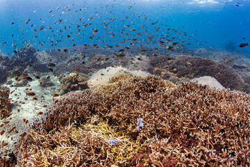 Dense school of damselfish feeding above hard staghorn coral formations in clear shallow sea water at Nusa Lembongan, Indonesia © whitcomberd