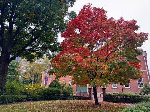 Fall Foliage in Philadelphia