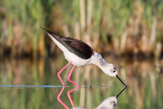  Black-winged Stilt (Himantopus himantopus) dipping its bill into the water while wading along a calm pond.