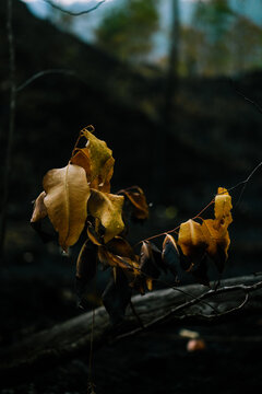 View of dry golden leaves on a branch against a dark volcanic landscape in Kintamani, Bali, Indonesia.