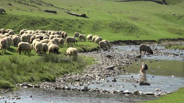 Traditional Sheep Grazing in Mountain Valley. Flock of Sheep Grazing Mountain Pasture Summer Alps