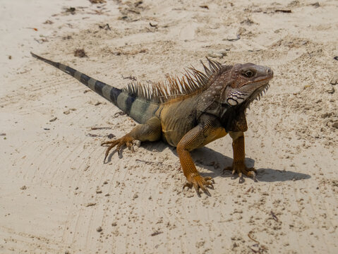 Iguana descansando sobre la arena de una playa tropical, reptil de escamas verdes bajo la luz natural del sol, fauna silvestre en la costa, naturaleza ex&oacute;tica y h&aacute;bitat natural junto al mar Caribe.