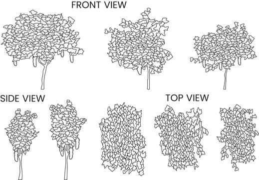 Grapevine, plants, trees, front, side and top view, landscape, symbol, floor plan, architectural plan, blueprint, editable stroke, vector