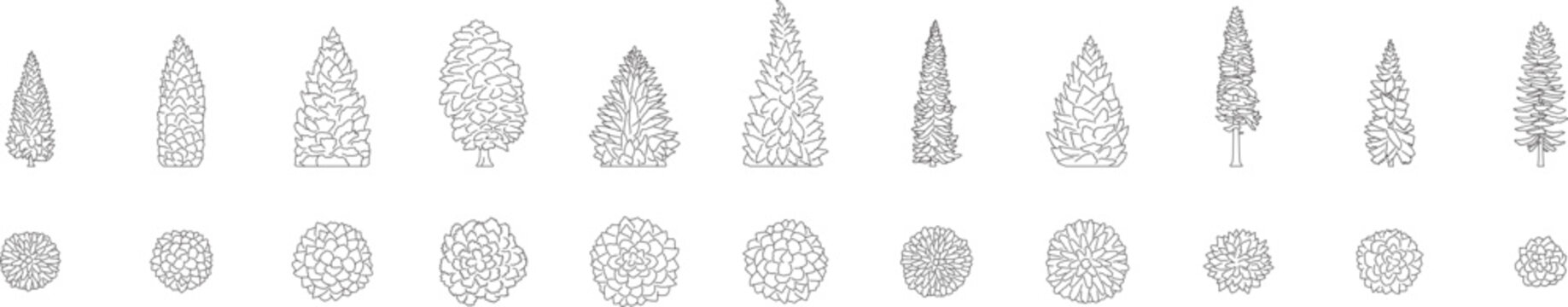 Coniferous trees, plant, cypress, hemlock, pine, evergreen trees, landscape, architectural plan, front and top view, blueprint, symbol, editable stroke, vector