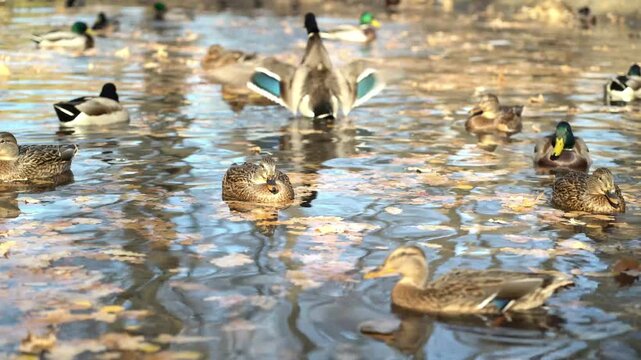 Ducks swimming among autumn leaves on a peaceful pond, wildlife nature scene.