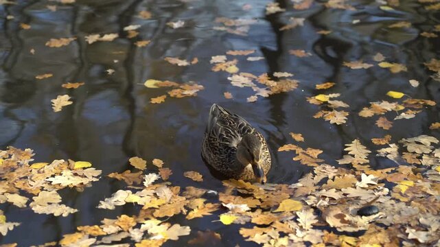 Female mallard duck swimming among floating autumn leaves on calm pond water in fall nature scene.