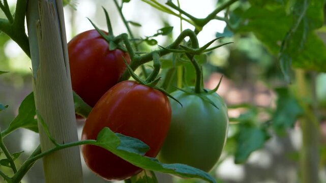 vegetable gardening at the backyard