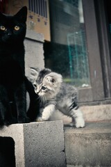 A curious little cat accompanying the black cat © DoneDave