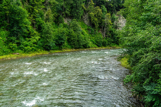 Mountain river flowing through green forest
