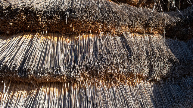 Layers of dry reeds form a thatched roof. Sunlight illuminates the natural texture and creates shadows.
