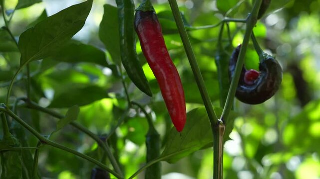 vegetable gardening at the backyard