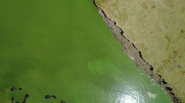 Aerial View with a Heard of Water Buffalo Relaxing in a Shallow Pond 