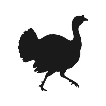 Black silhouette of a wild turkey bird walking isolated on white