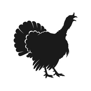 Wild turkey silhouette vector illustration showing native bird shape for design