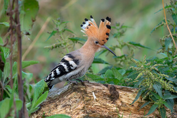 Eurasian hoopoe (Upupa epops) on a branch.  © Albert