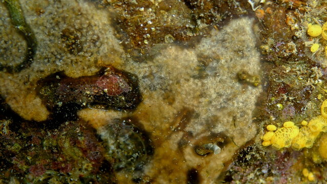 Sea squirt (Aplidium cf. glabrum var.) undersea, Ligurian Sea, Italy, Imperia