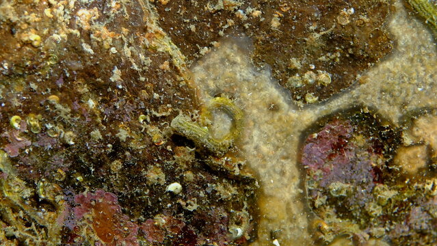 Sea squirt (Aplidium cf. glabrum var.) undersea, Ligurian Sea, Italy, Imperia