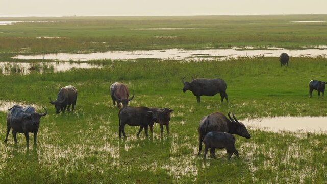 Water Buffalo Graze and Walk with Calves Through a Green Marsh, Wide View of a Horned Herd in Shallow Water and Grasses, Highlighting Livestock and Natural Wetland Habitat