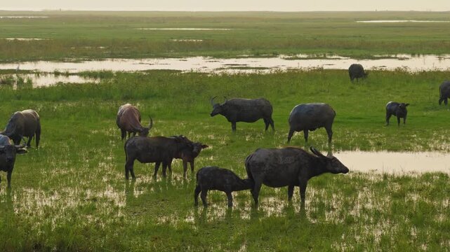 Water Buffalo Graze and a Calf Nurses in a Grassy Marsh, Wide View of Horned Adults and Young Amid Shallow Pools and Green Vegetation, Showing Nature and Animal Care