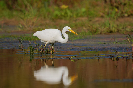 Great egret walking in shallow water during autumn sunset