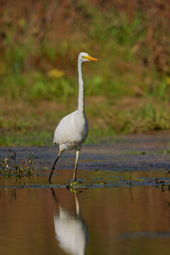 Great egret walking in shallow water during autumn sunset