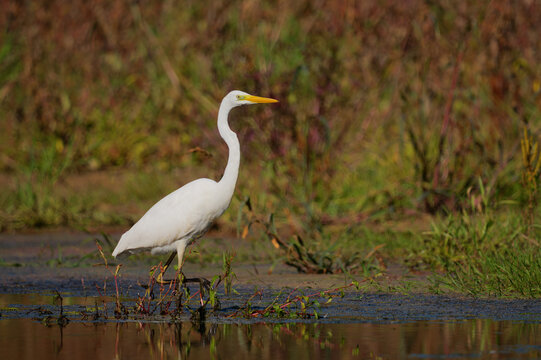 Great egret walking in shallow water during autumn sunset