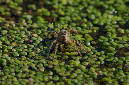 Fishing spider walking on aquatic vegetation and wet mud in natural habitat