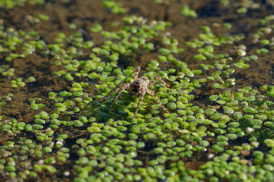 Fishing spider walking on aquatic vegetation and wet mud in natural habitat