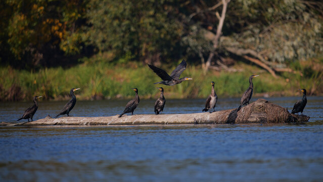 Flock of great cormorants resting on a fallen tree log in river water. Narew river in Poland