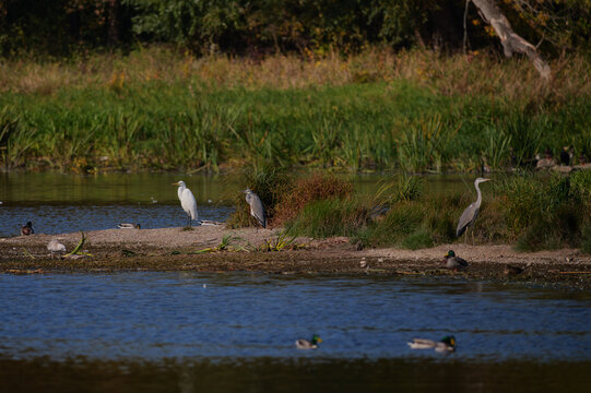 Three herons on the bank of the Narew River in Poland